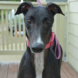 Bowser the greyhound is a black greyhound with white markings on his feet