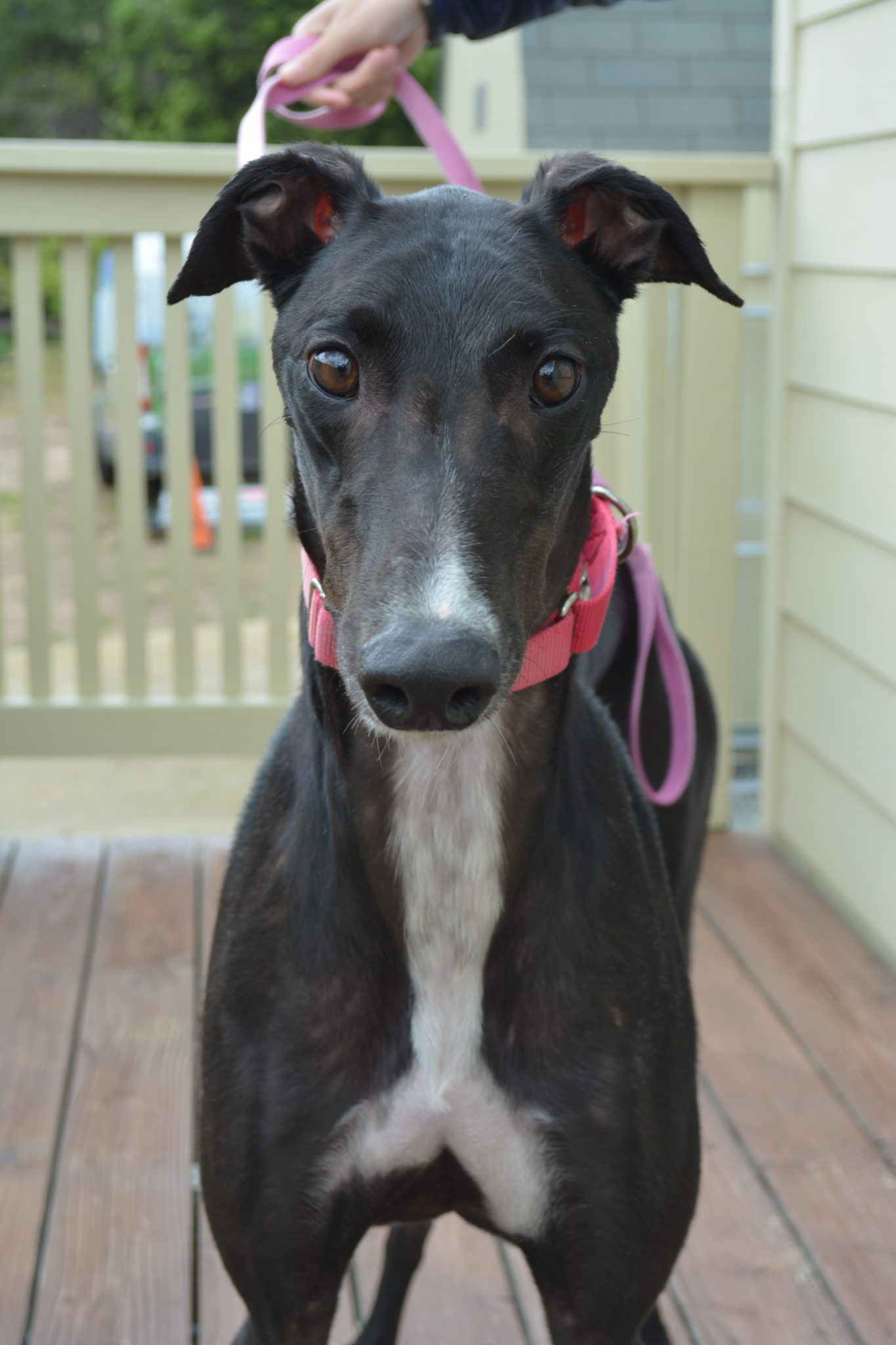 Bowser the grehound is black with white markings