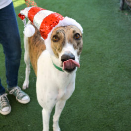 Hayes the greyhound is white with brindle markings