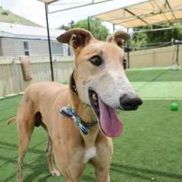 Milhouse the greyhound is tan with black markings