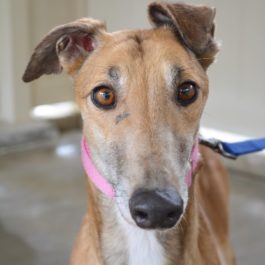 Pink the greyhound is a red fawn with black points