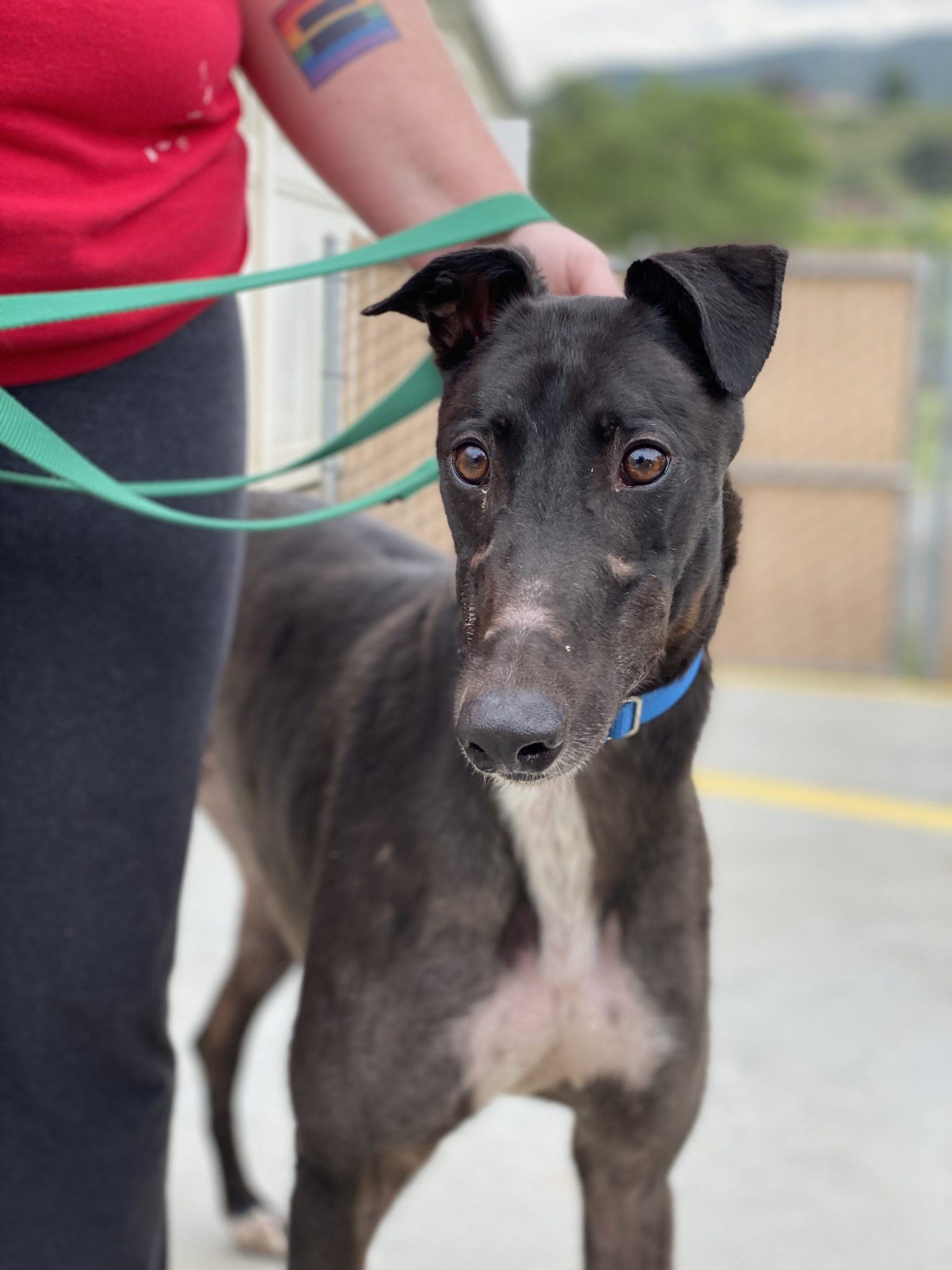 Brighton the greyhound is black with white markings