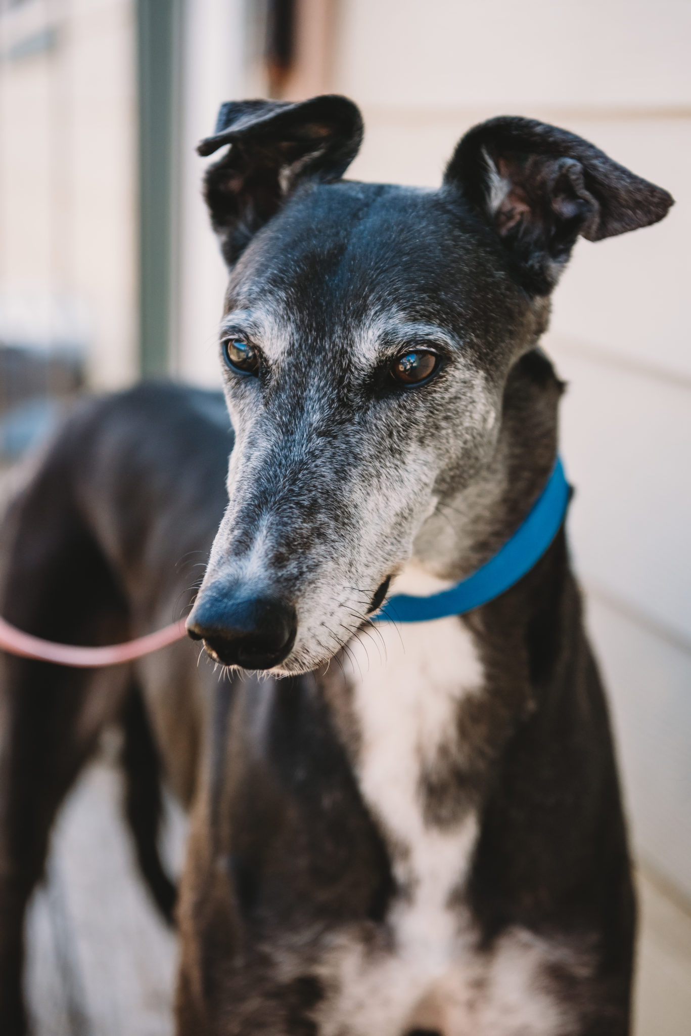Englebright the greyhound is black with white markings