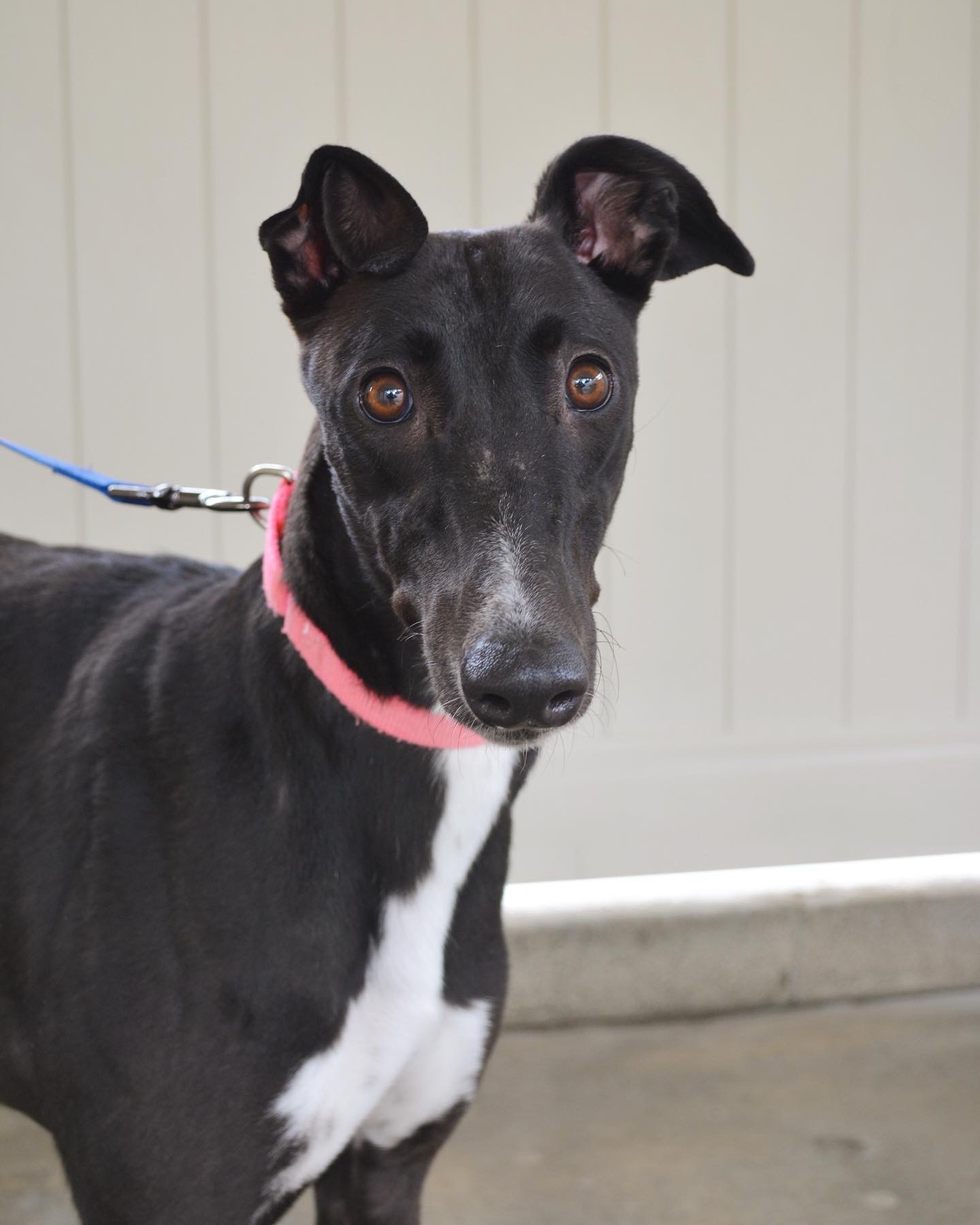 Fuchsia is a black greyhound with white markings