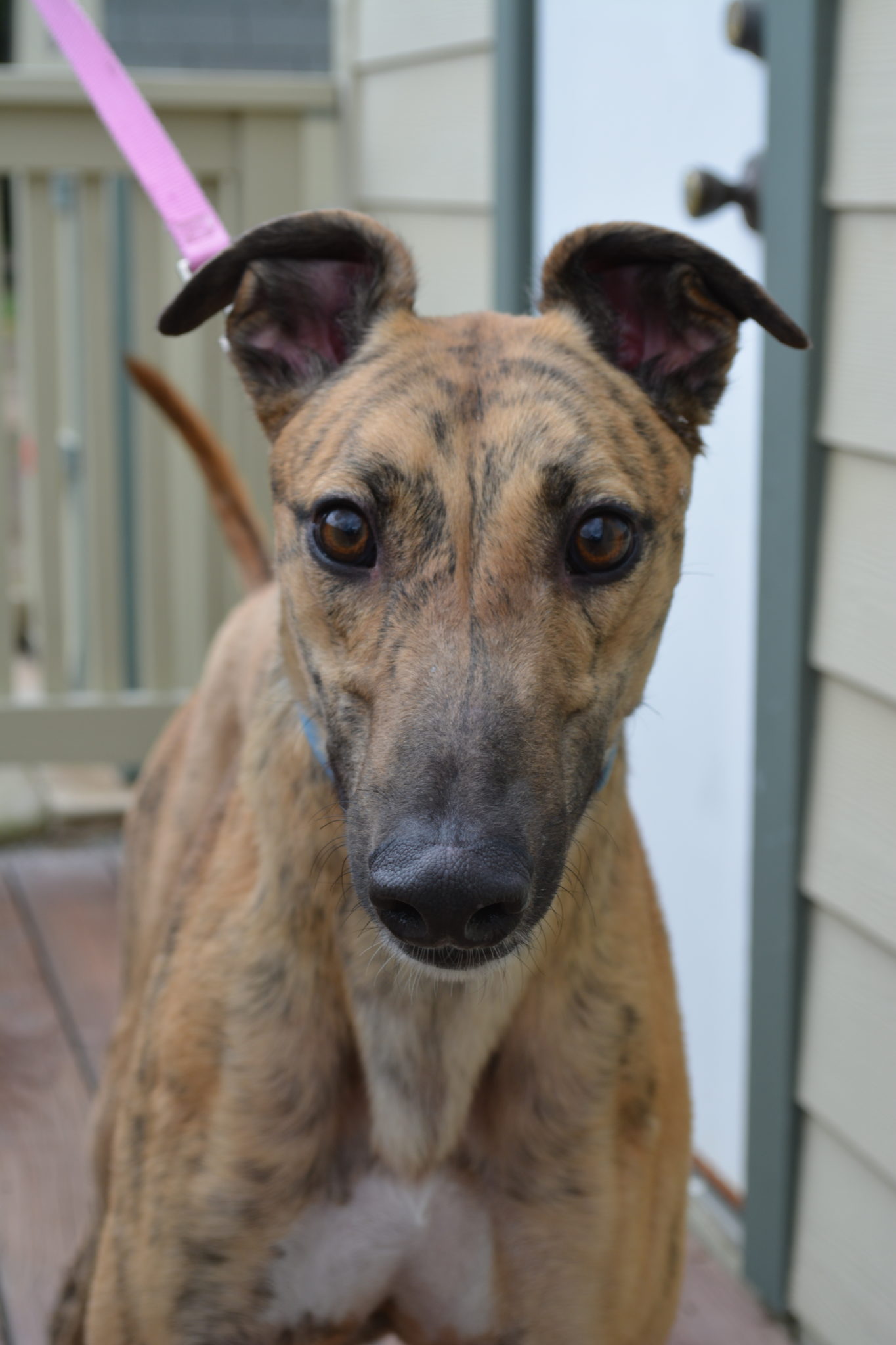 Link is a tiger brindle greyhound