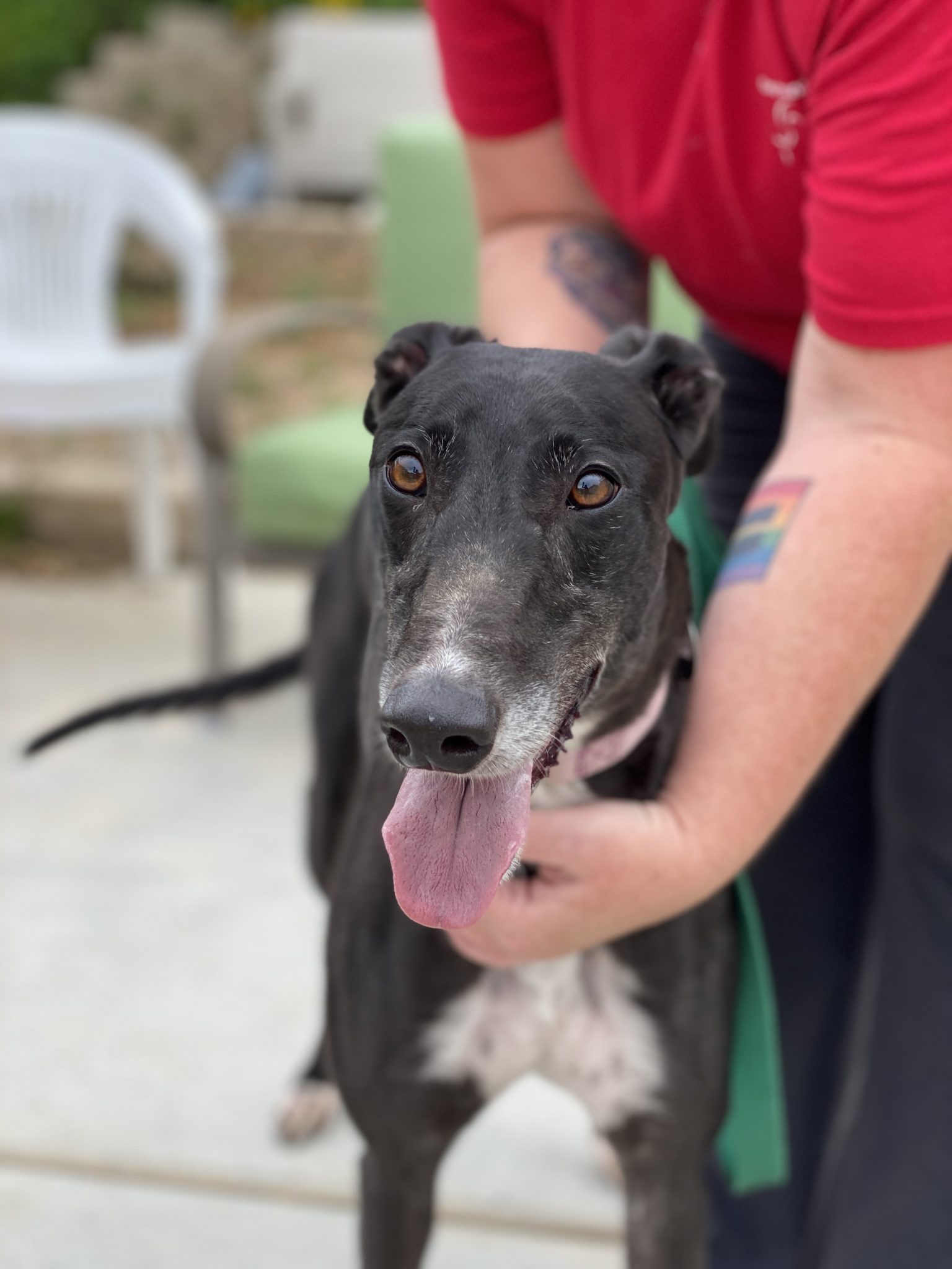 Newport the greyhound is a black greyhound with white markings