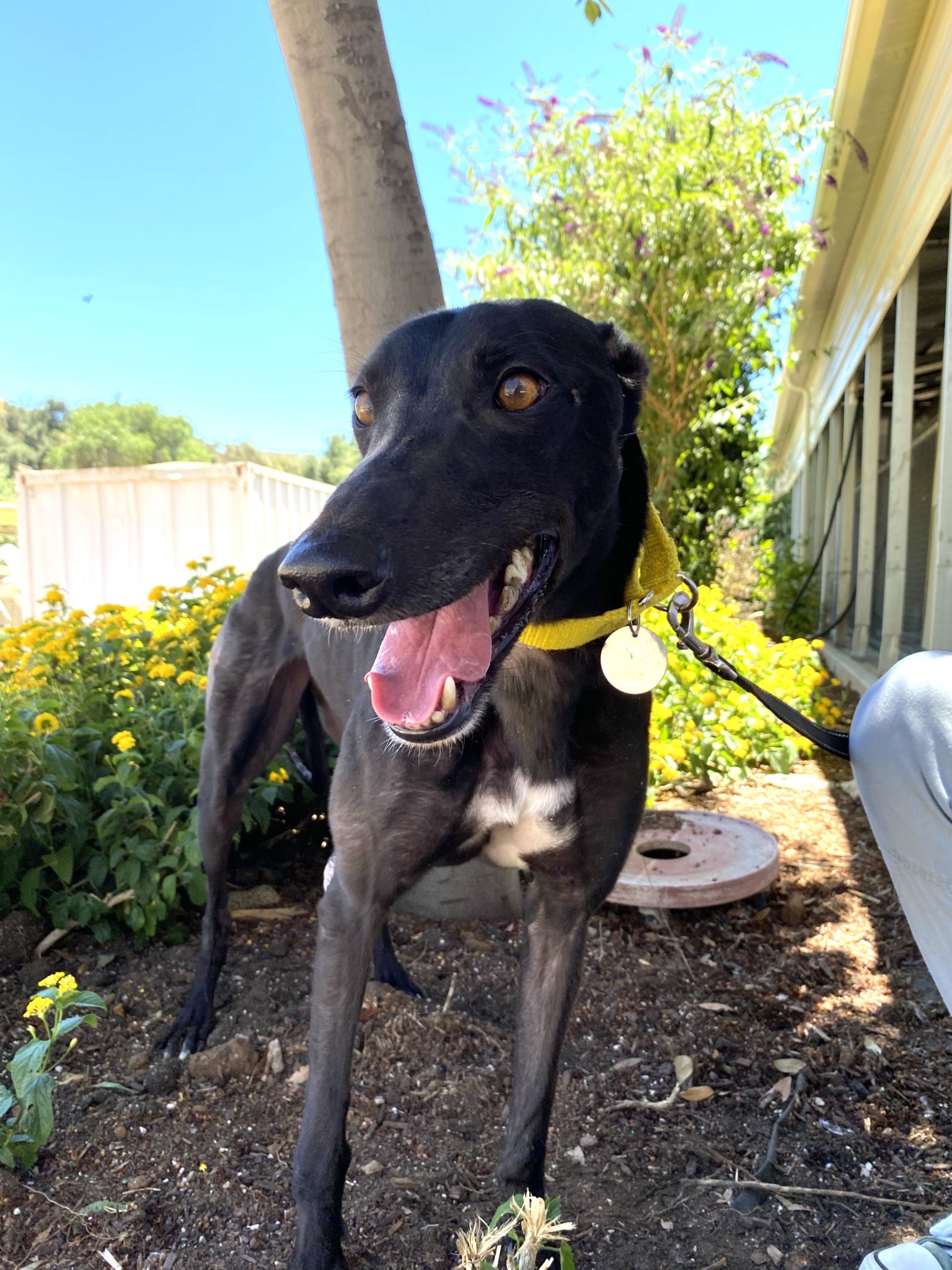 {Phoebe is a black greyhound}