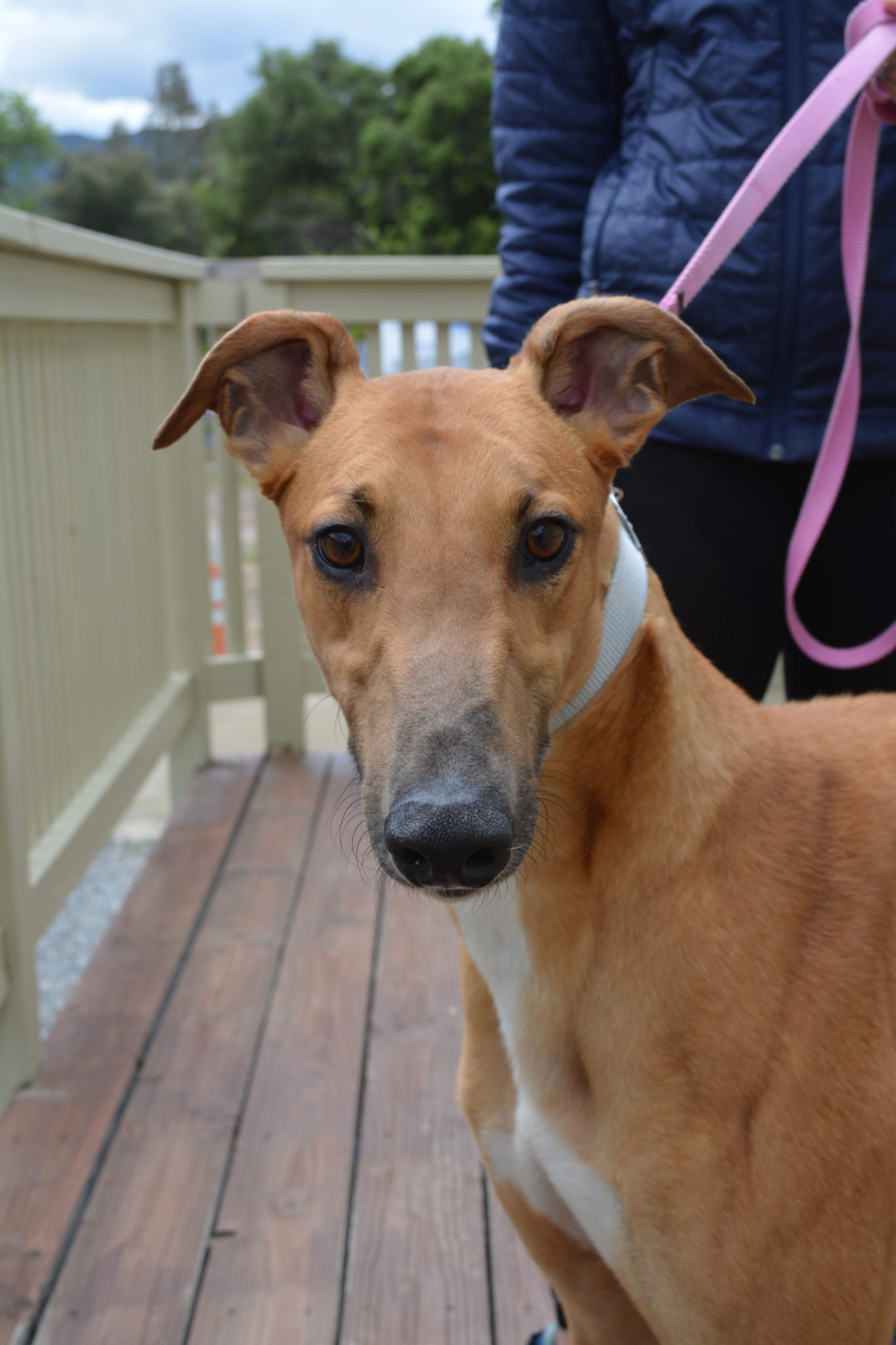 Pikachu is a red fawn greyhound