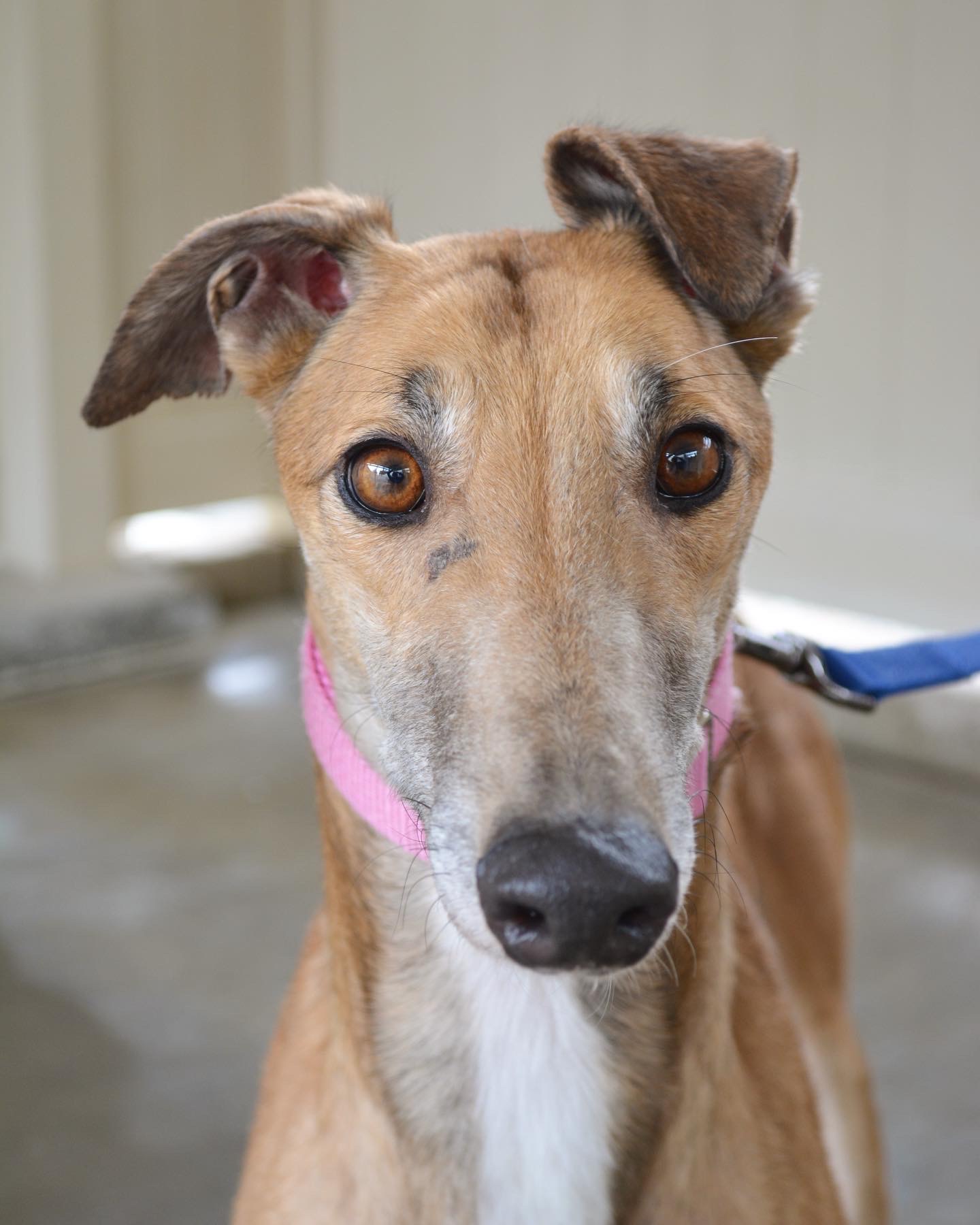 Pink the greyhound is tan with dark markings