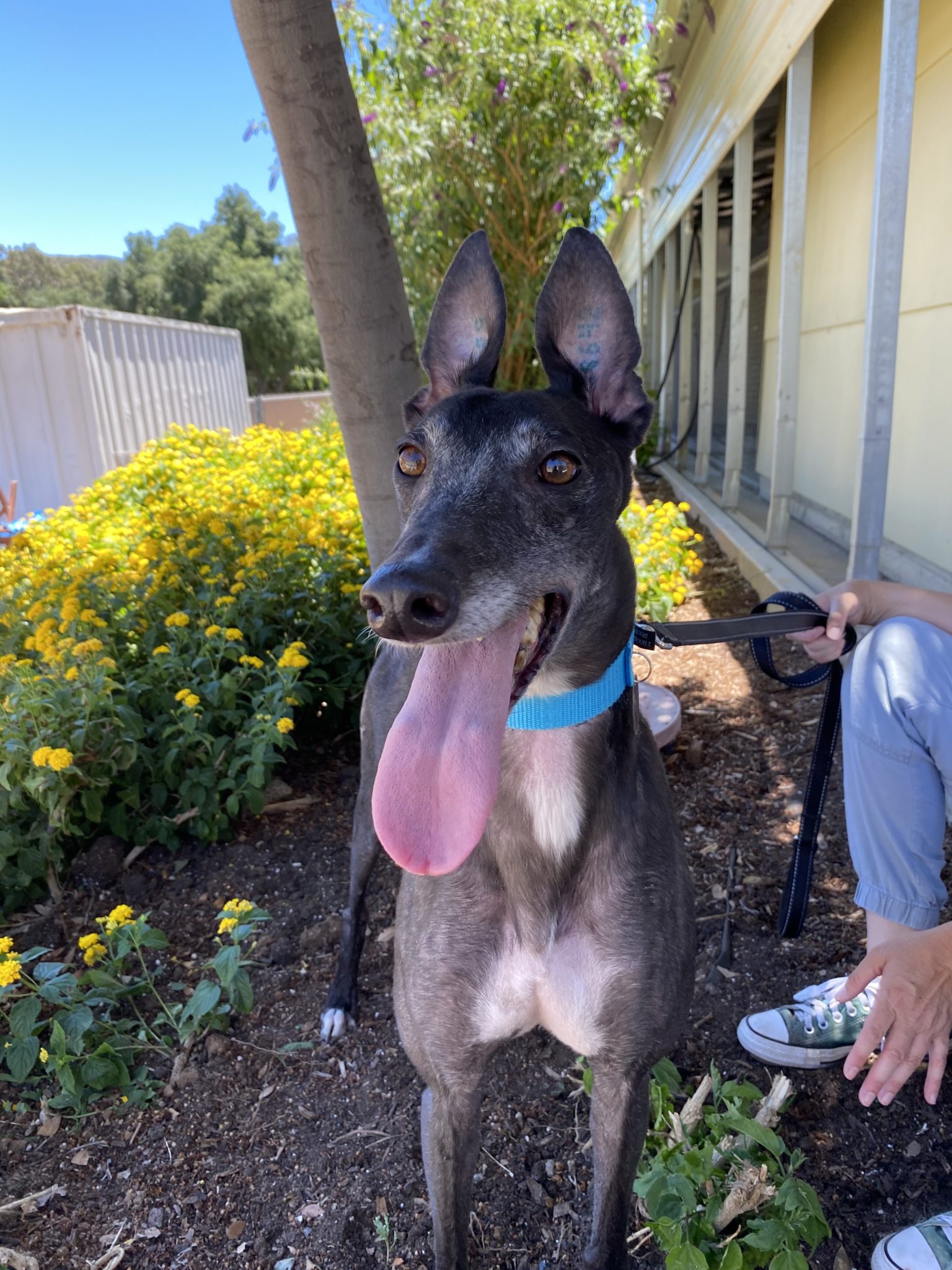 Robin is a black greyhound