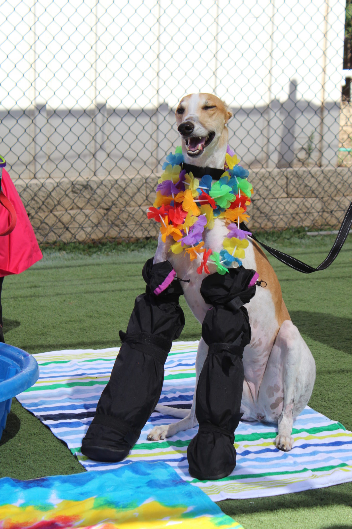 Steffi the greyhound wearing a lei and her legs in booties