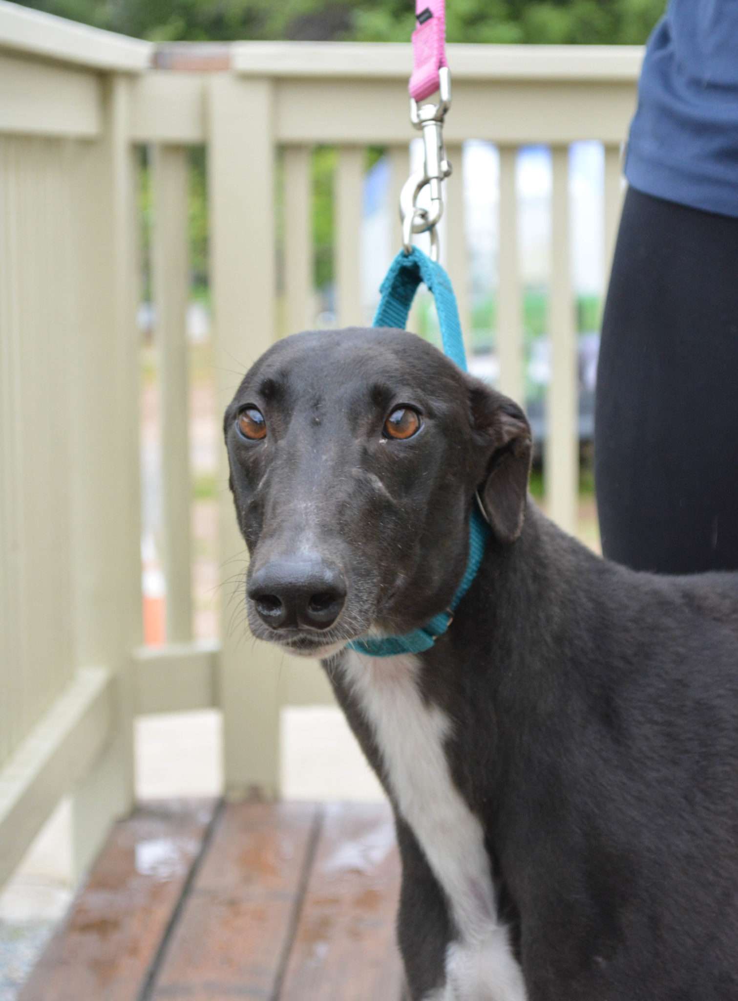 Stella the greyhound is black with white markings