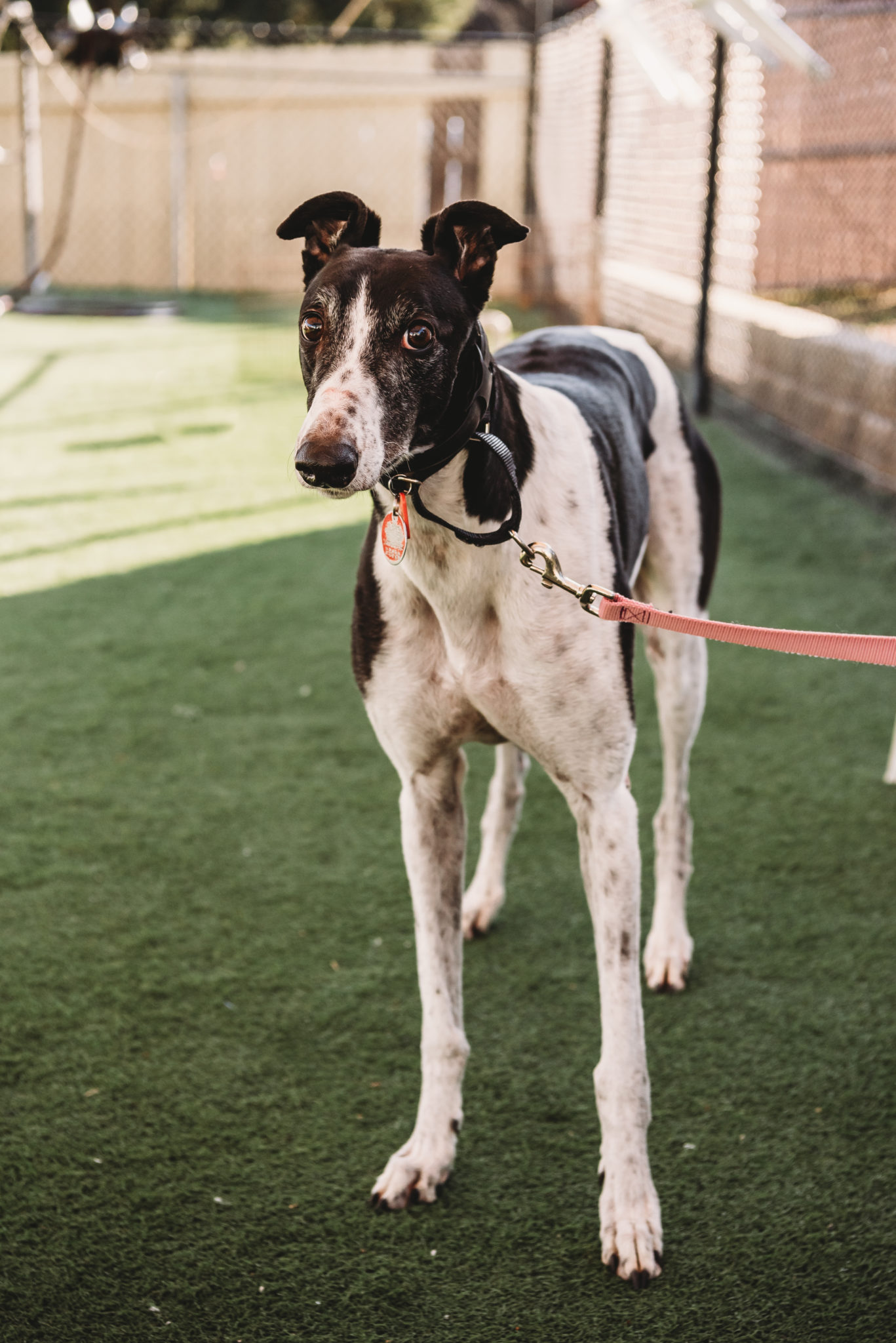 Sven the greyhound is white with black markings