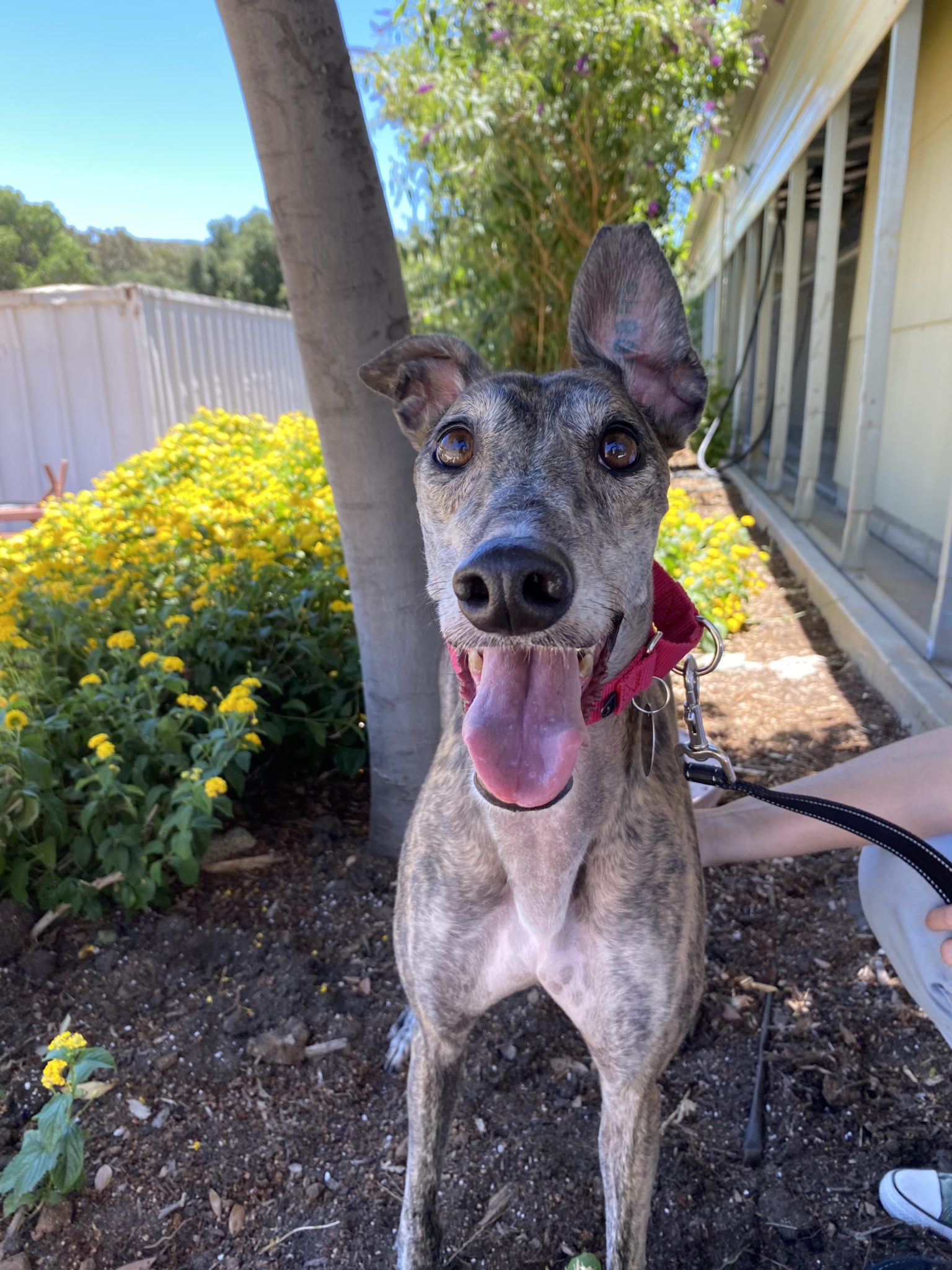 Wren the greyhound is a tiger brindle