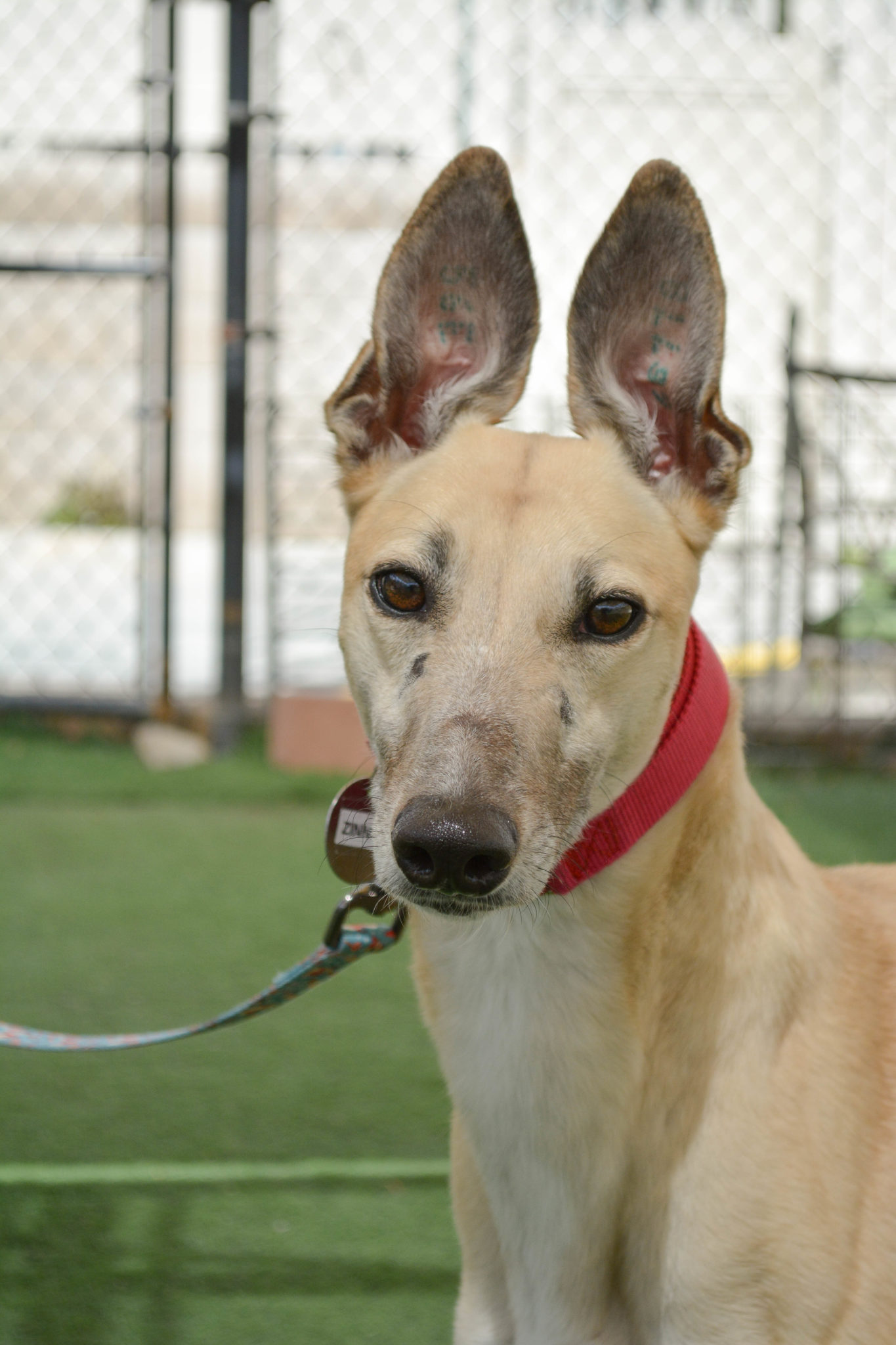 Zinnia the greyhound is a light colored tan with black markings