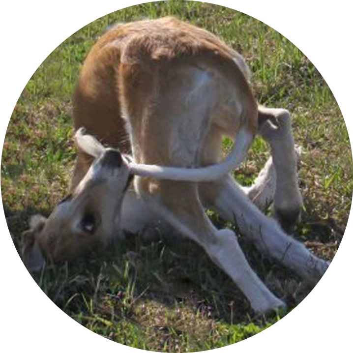 fawn greyhound chasing its tail