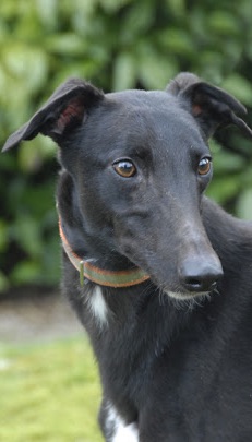 Closeup of black greyhound face