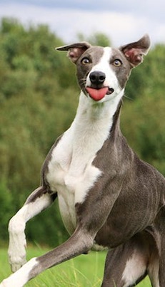 Closeup of white and brown greyhound jumping up with tongue sticking out