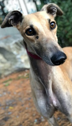 Closeup of fawn greyhound face
