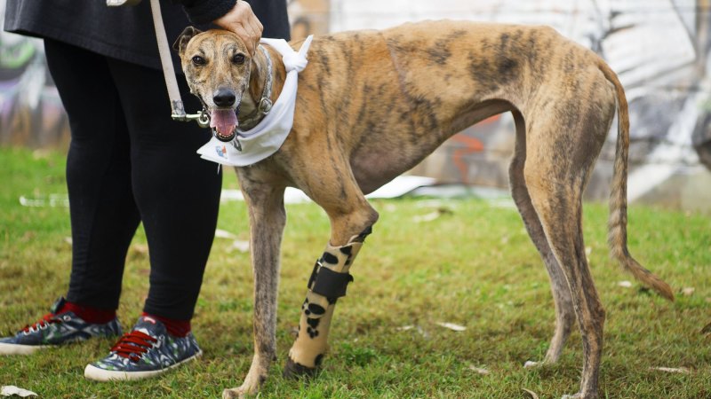 greyhound with broken leg