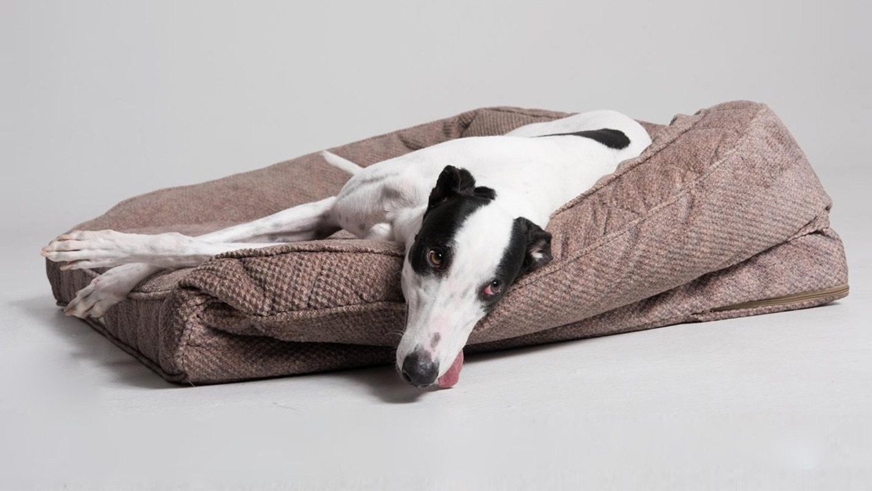 greyhound sleeping on bed