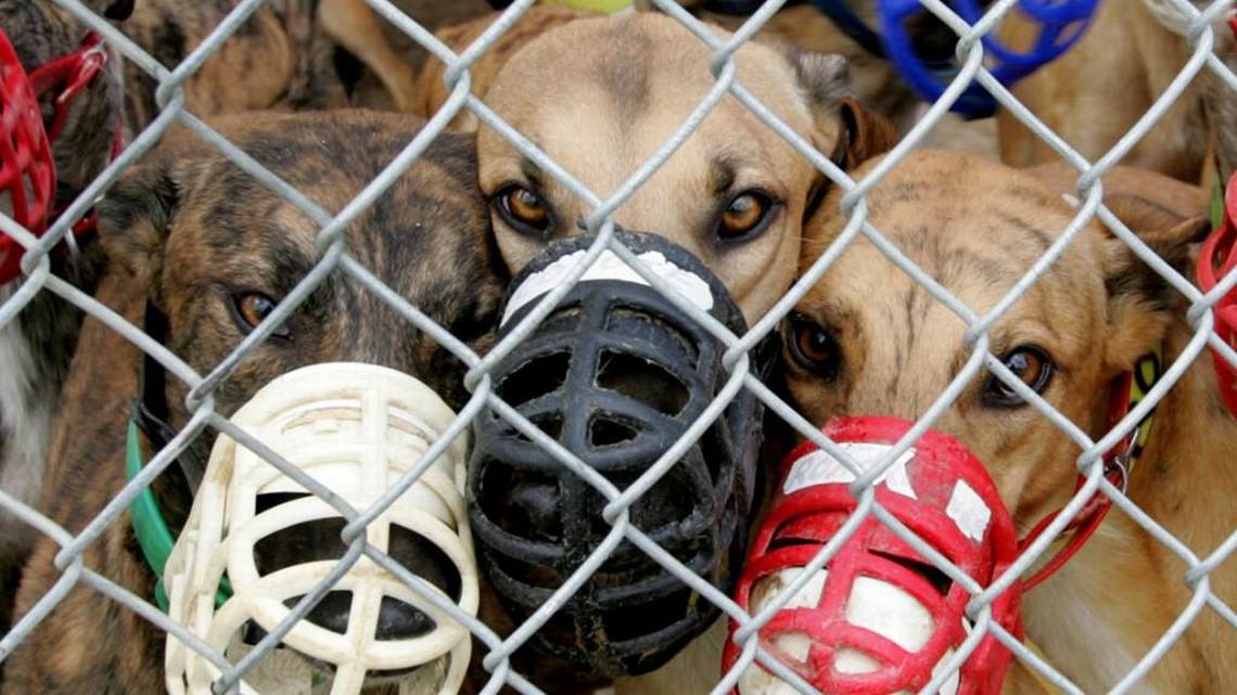 three greyhounds with muzzles in kennel at track