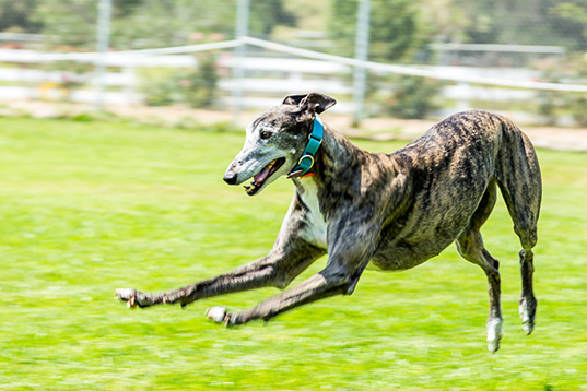 greyhound running in field