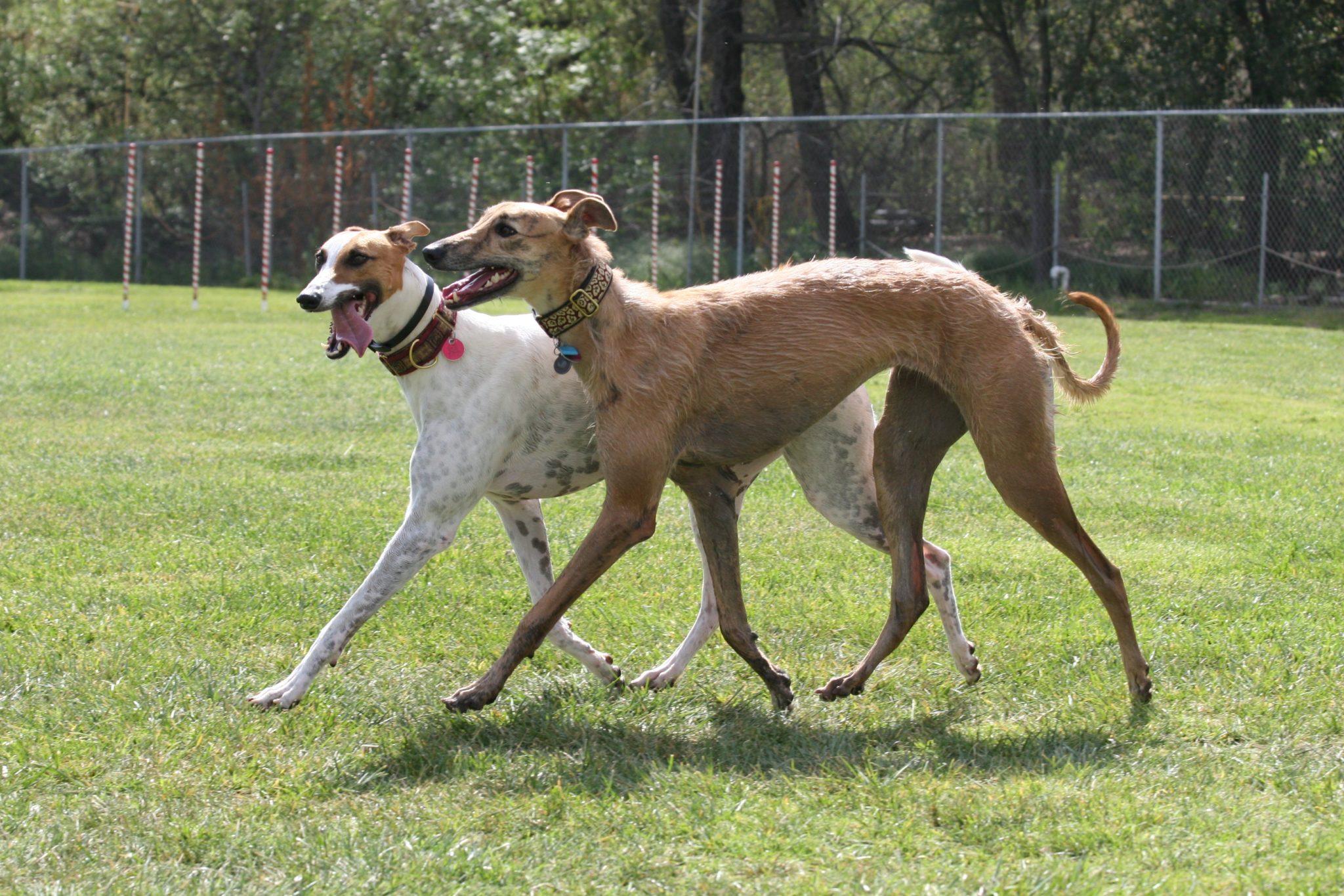 one white and one fawn greyhound walking together in canine sports center field