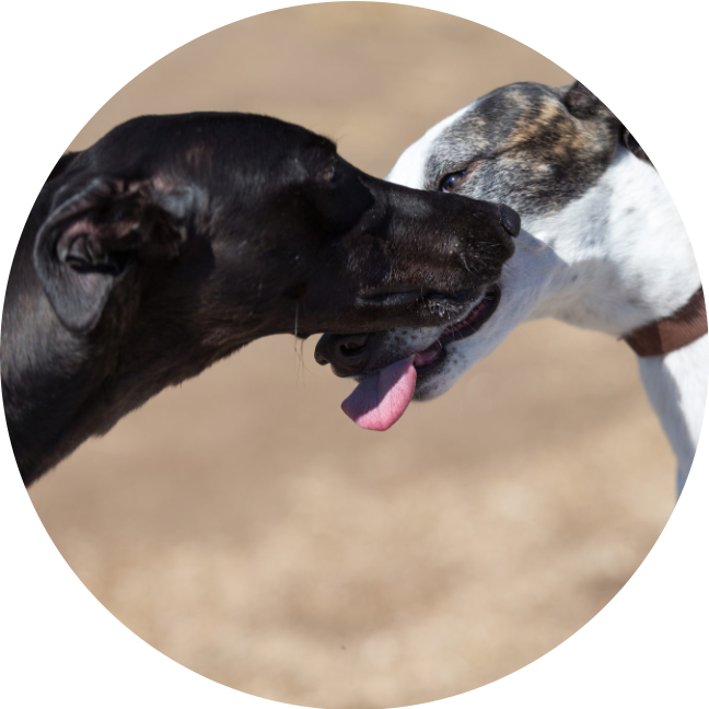 two greyhounds kissing